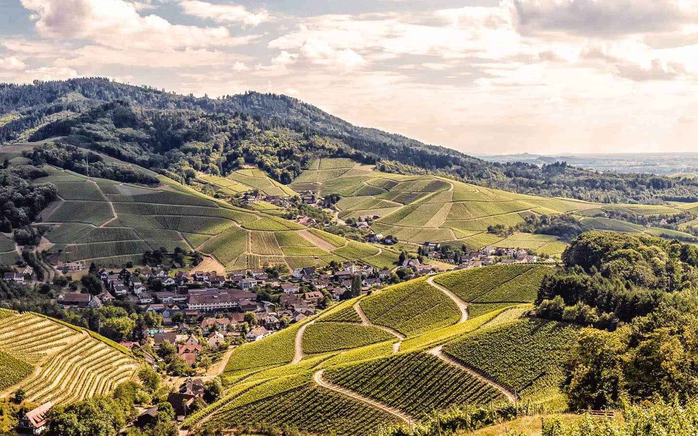 Durbacher Winzergenossenschaft