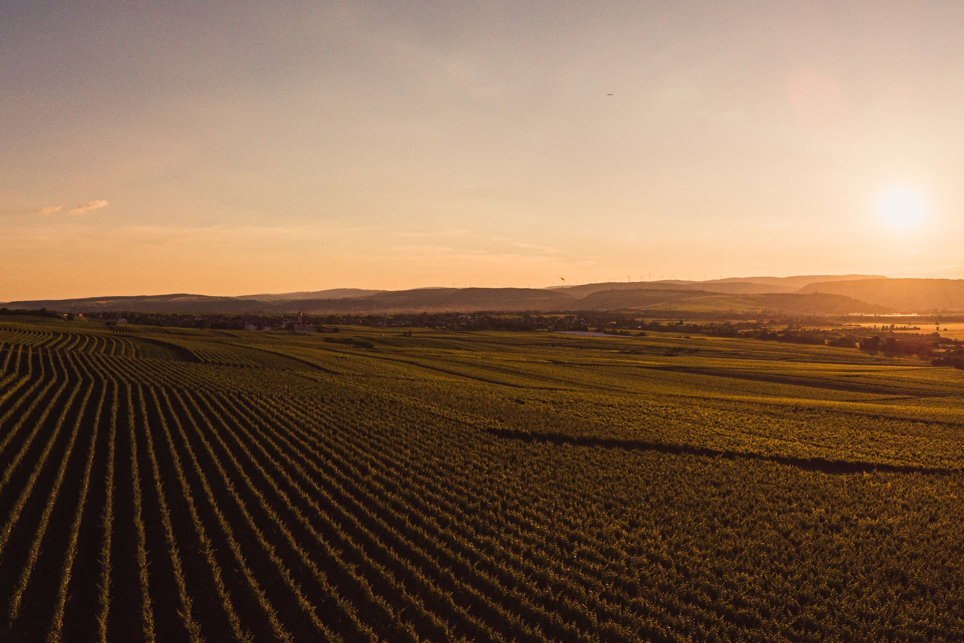 Rheinhessen