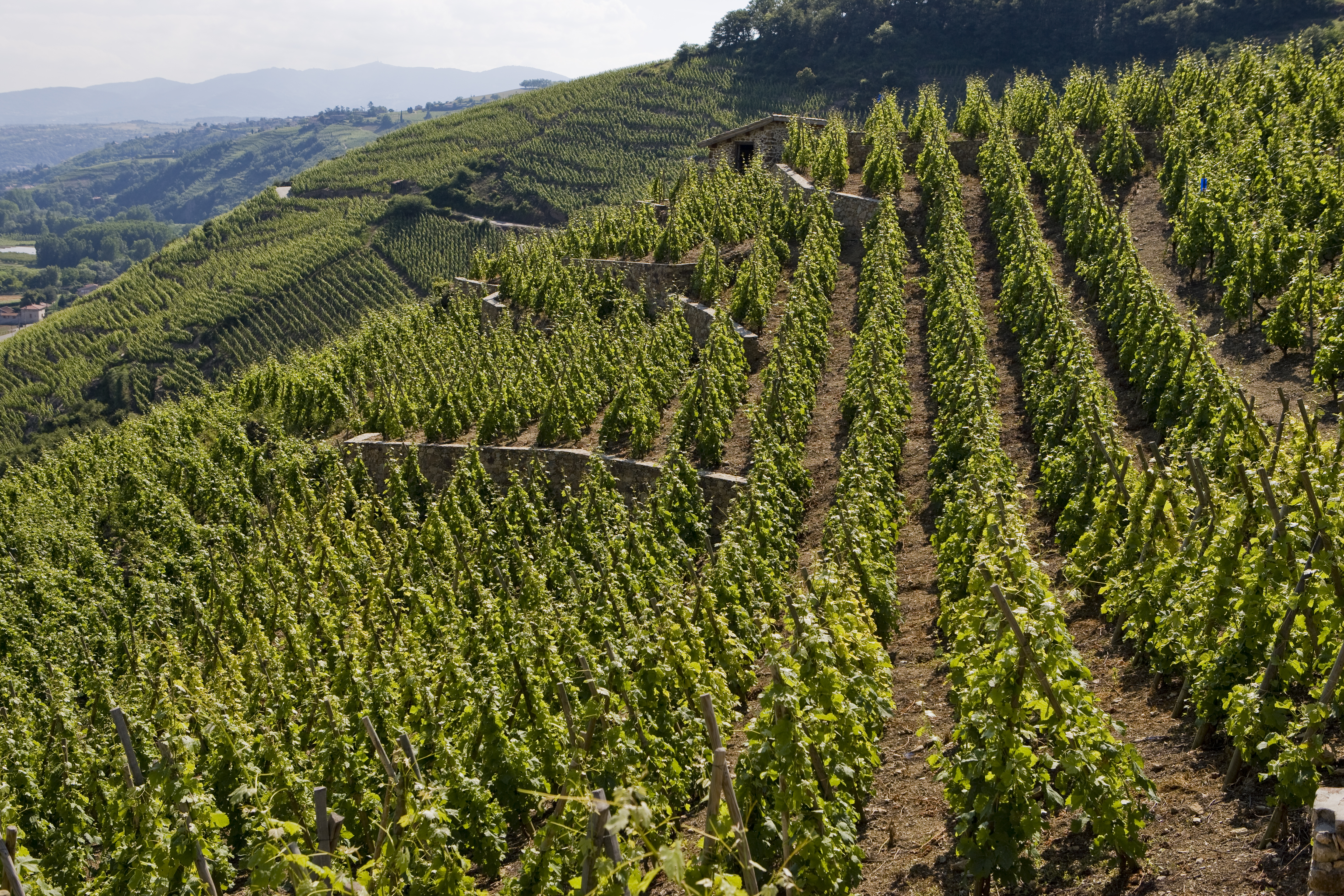 Rhône