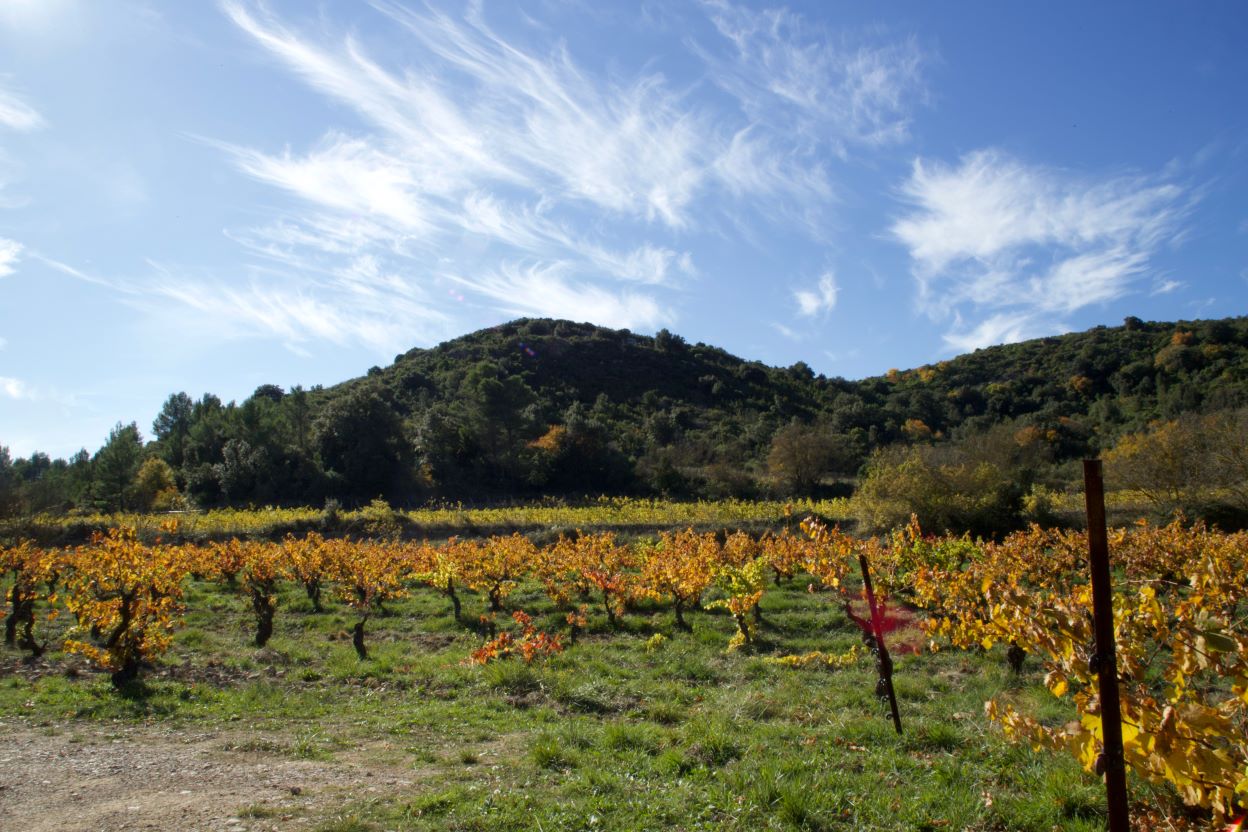 Languedoc
