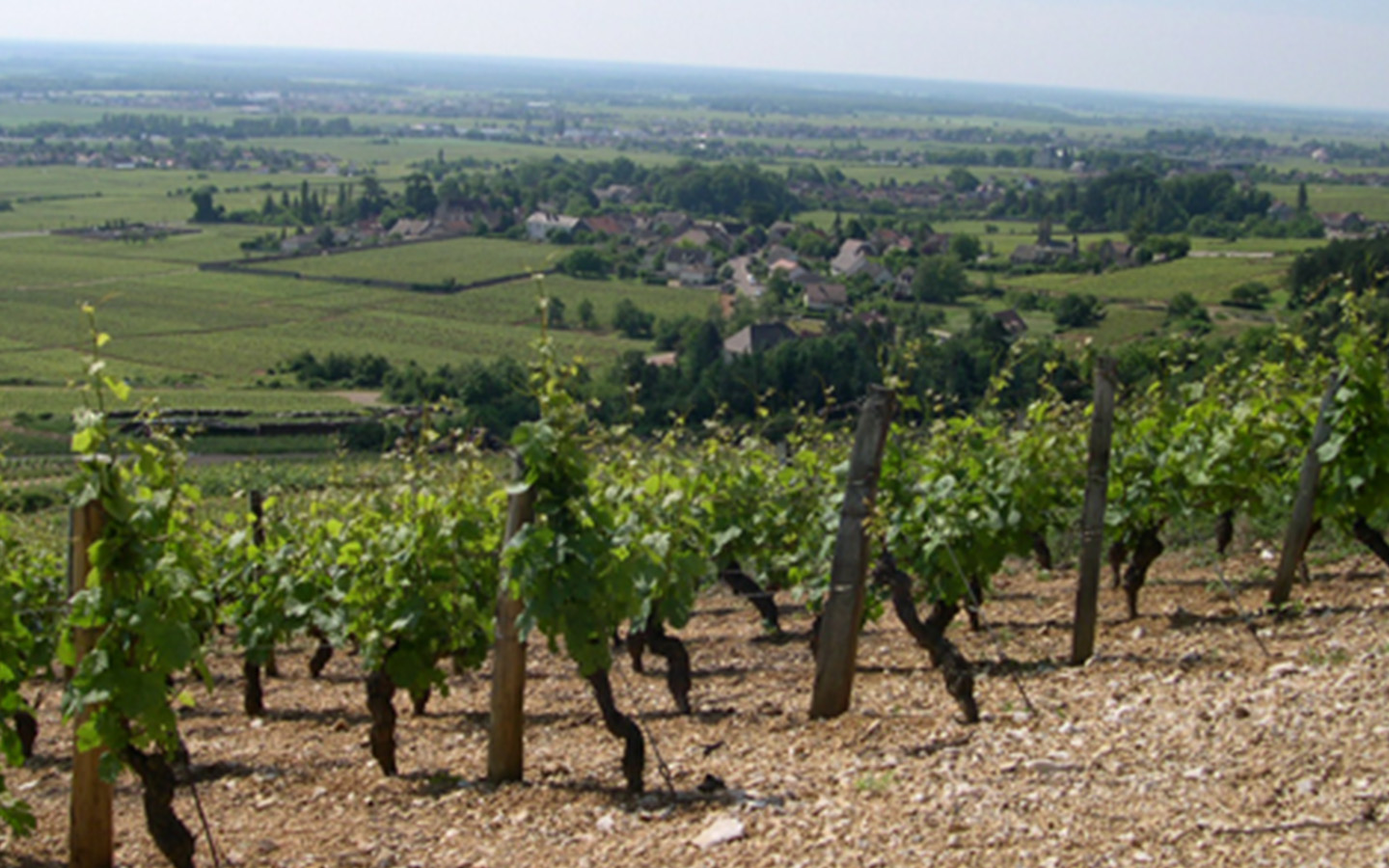 Domaine Huguenot