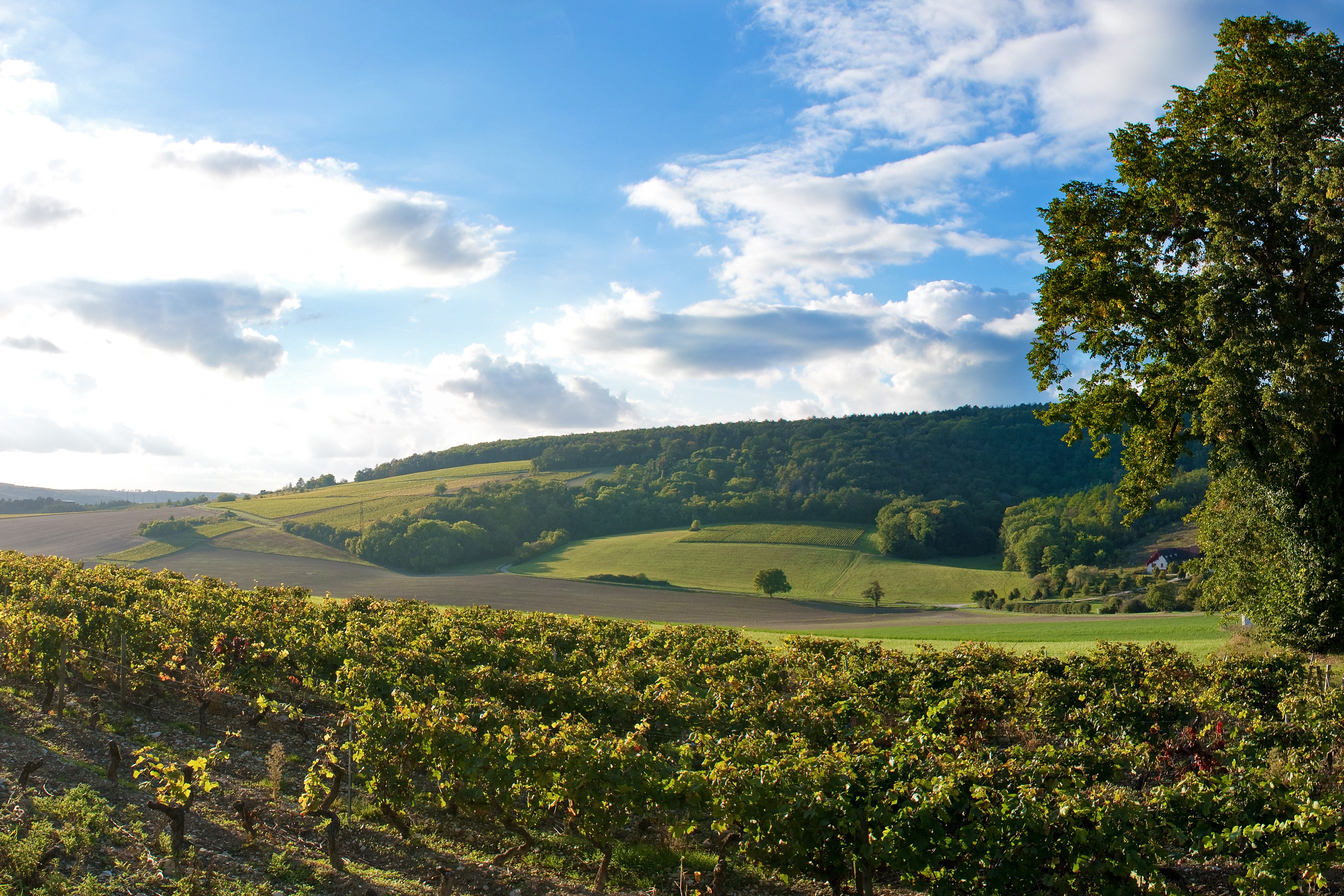 Burgund